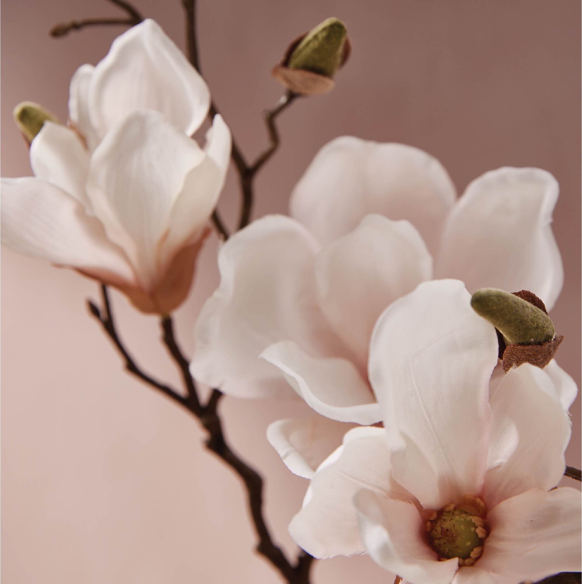 Thymes-MGw-APCC-Web_20Alt_20Image-2.jpg